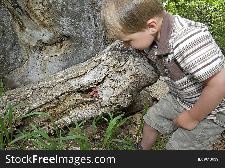 Toddler boy explores a hollow tree that has fallen to the ground. Toddler boy explores a hollow tree that has fallen to the ground