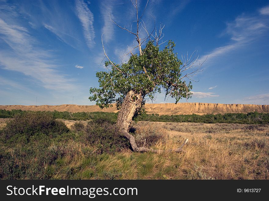 Ancient Cottonwood tree on Flood Plain with river bank in background. Arid grassland/prairie climate