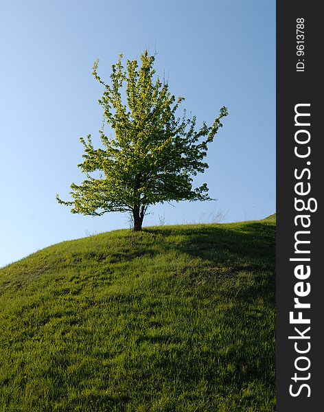 Green lonely tree on a hill