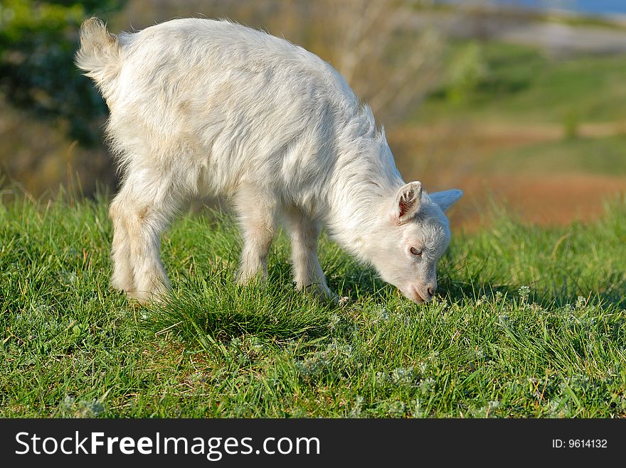 Little white goat eating gress. Little white goat eating gress