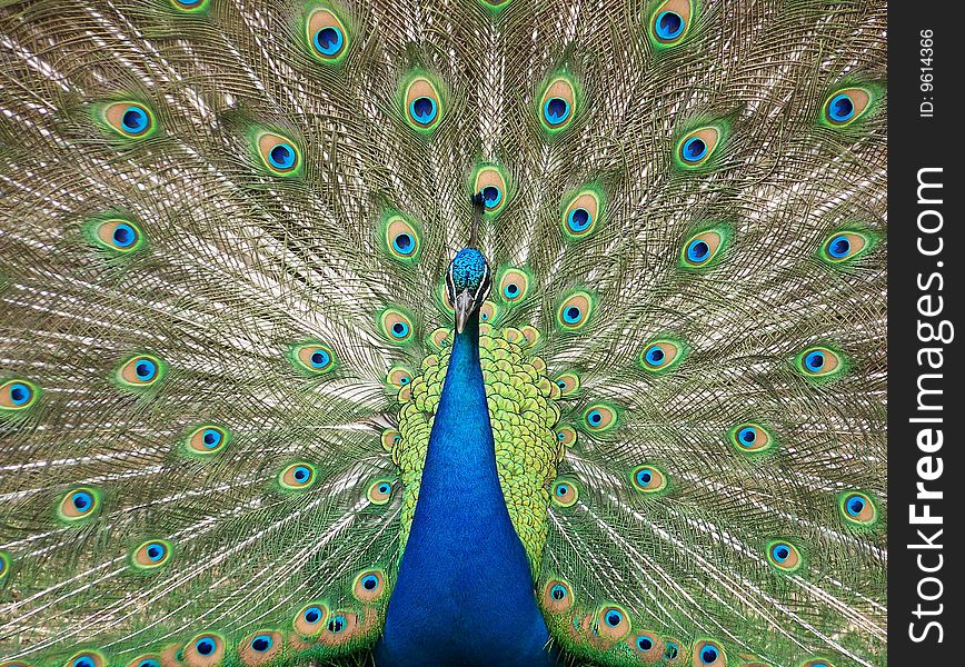 Proud peacock with feather display