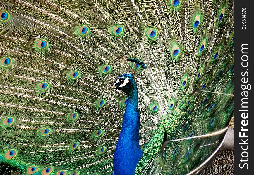 Peacock displaying colorful feathers with a side view of his crown in a sea of color.