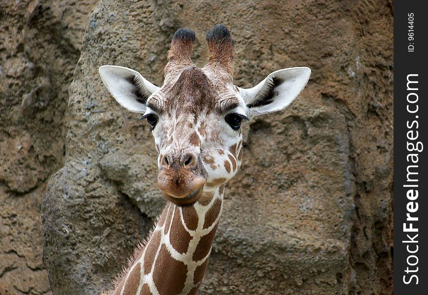 This Giraffe has a look that would welcome any stranger.