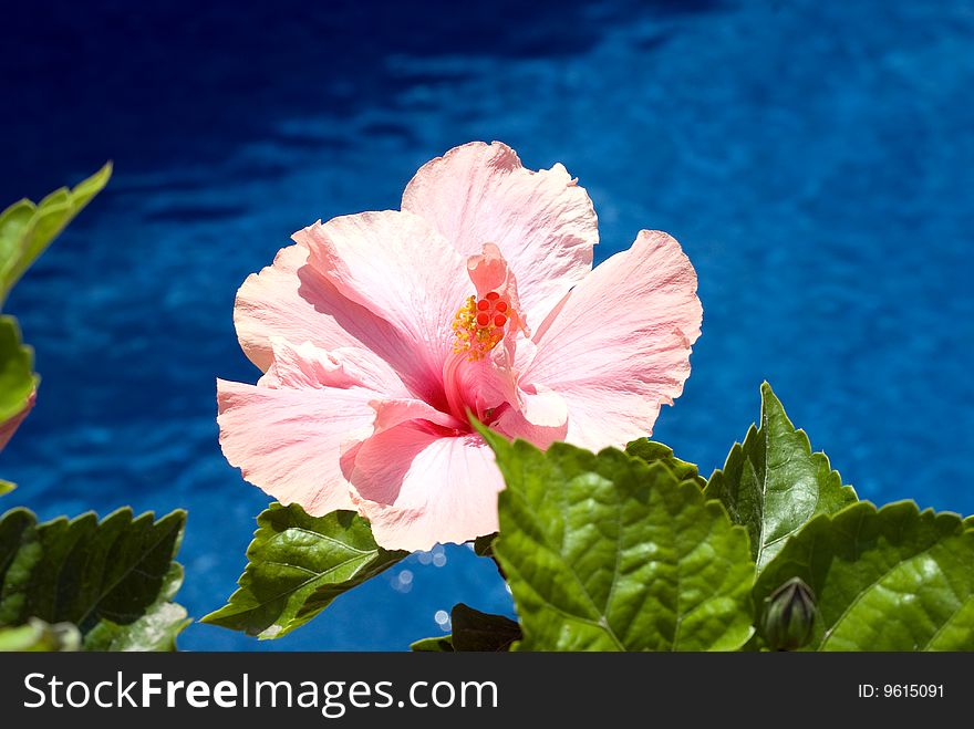 Hibiscus by the swimming pool. Hibiscus by the swimming pool