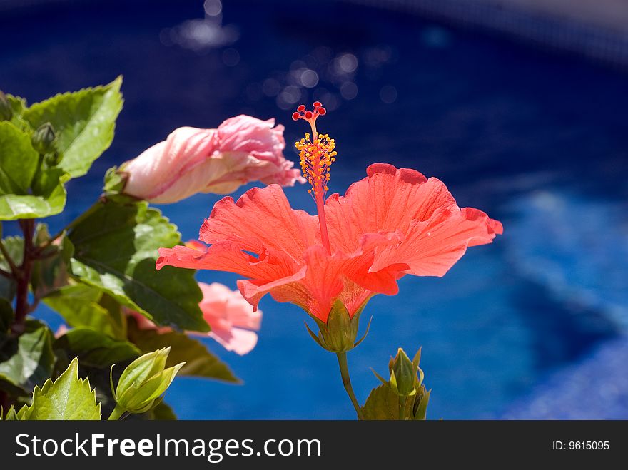 Hibiscus by the swimming pool. Hibiscus by the swimming pool