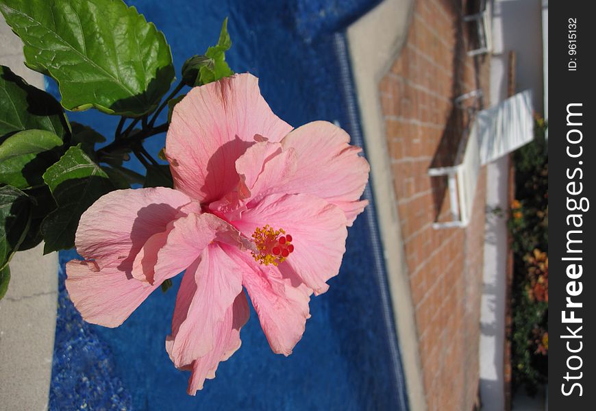 Hibiscus flower by the pool