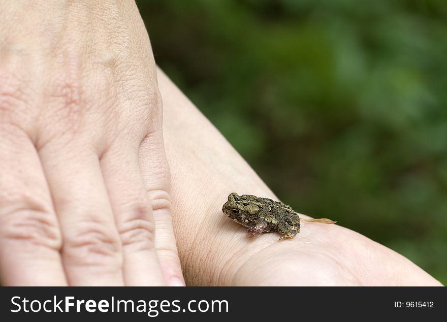 Small frog/toad sitting on human hand