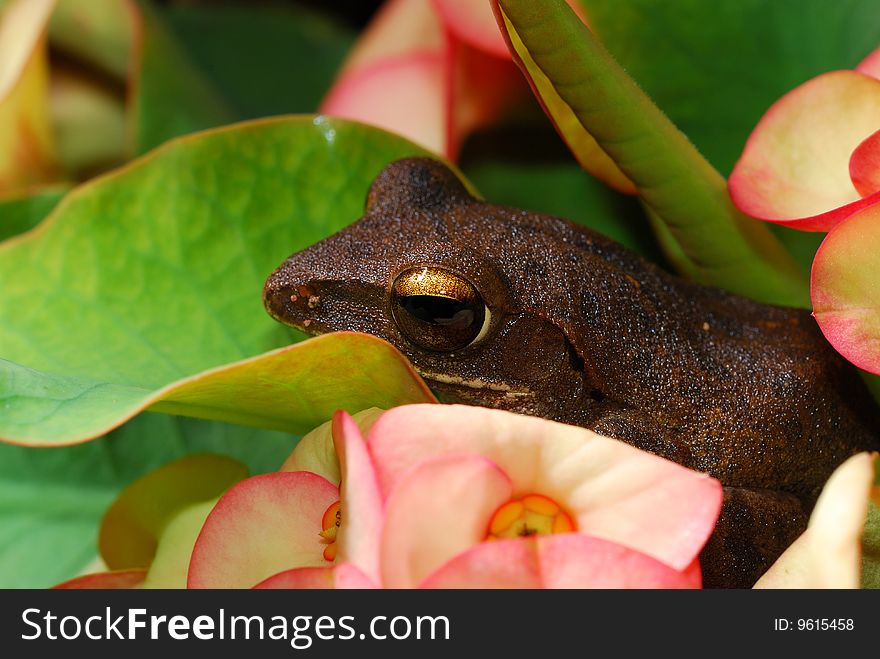 Closeup Frog on a flowers in Thailnad