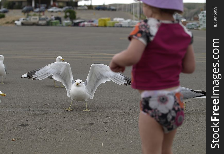 This little girl is busy feeding seagulls in a local parking lot.focus is on the sea gull. This little girl is busy feeding seagulls in a local parking lot.focus is on the sea gull.