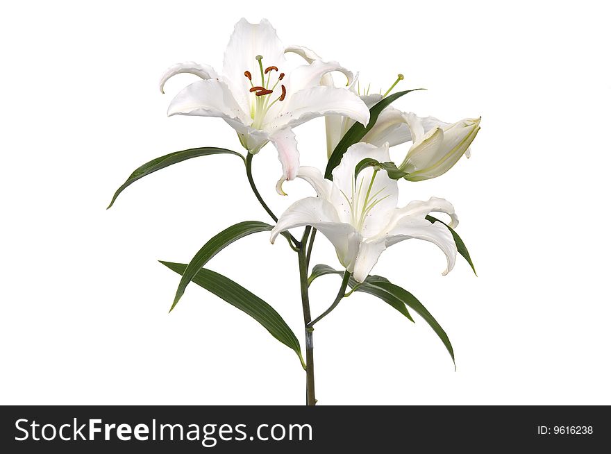 White lilies isolated on white. White lilies isolated on white