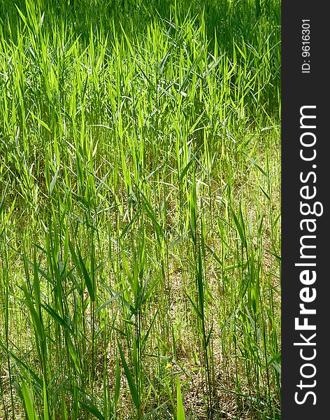 Grass on the swamp in the forest