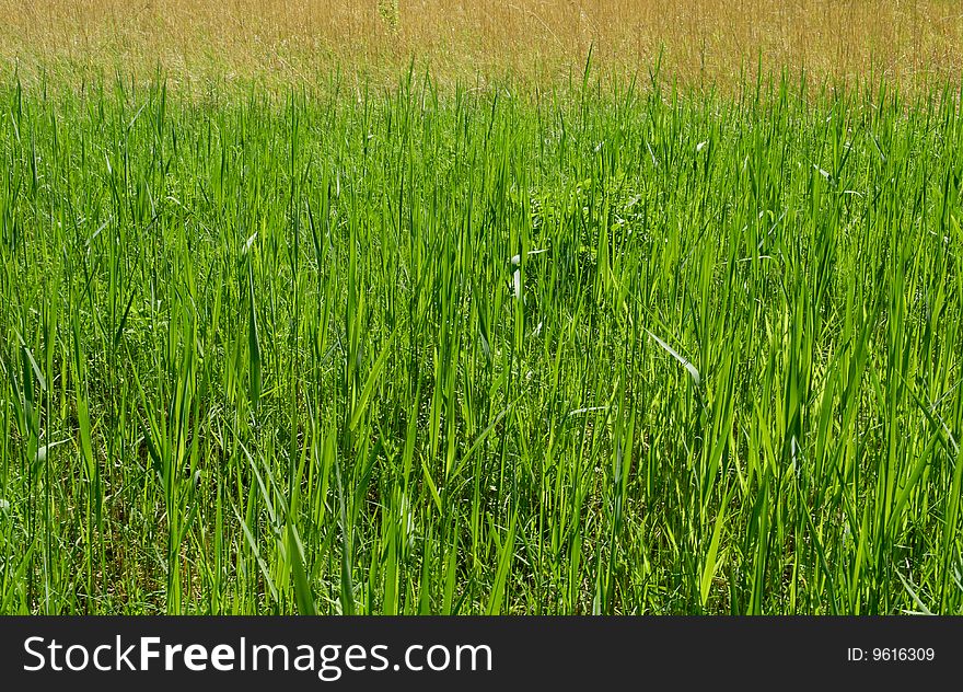 Grass on the swamp in the forest