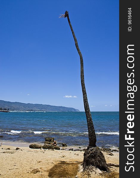 A palm tree on the coast in hawaii that has no more leaves. A palm tree on the coast in hawaii that has no more leaves