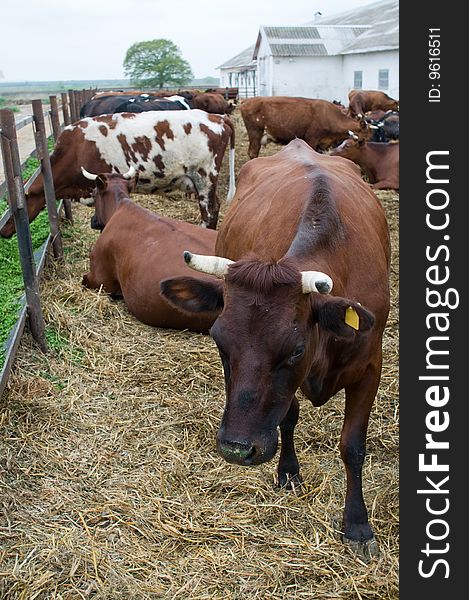 Cows of dairy breed on a farm. Cows of dairy breed on a farm.