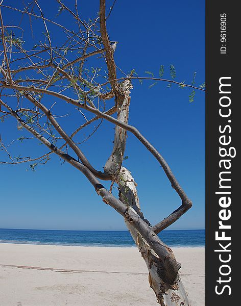 Tree At The Beach Costa Azul Los Cabos