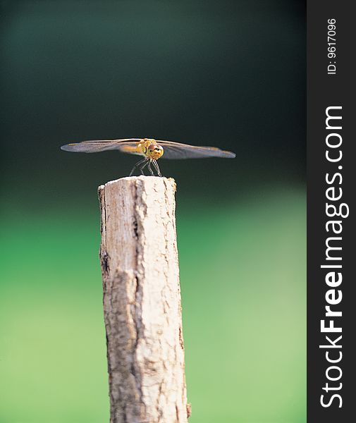 Close up of dragonfly,standing on wood pile