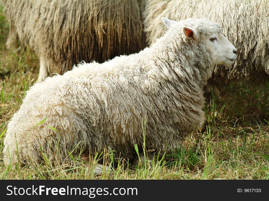 Flock Of Sheep,close-up of one sheep