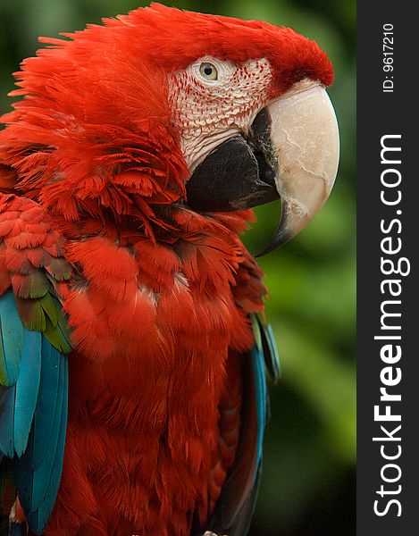 Red Macaw posing for photo