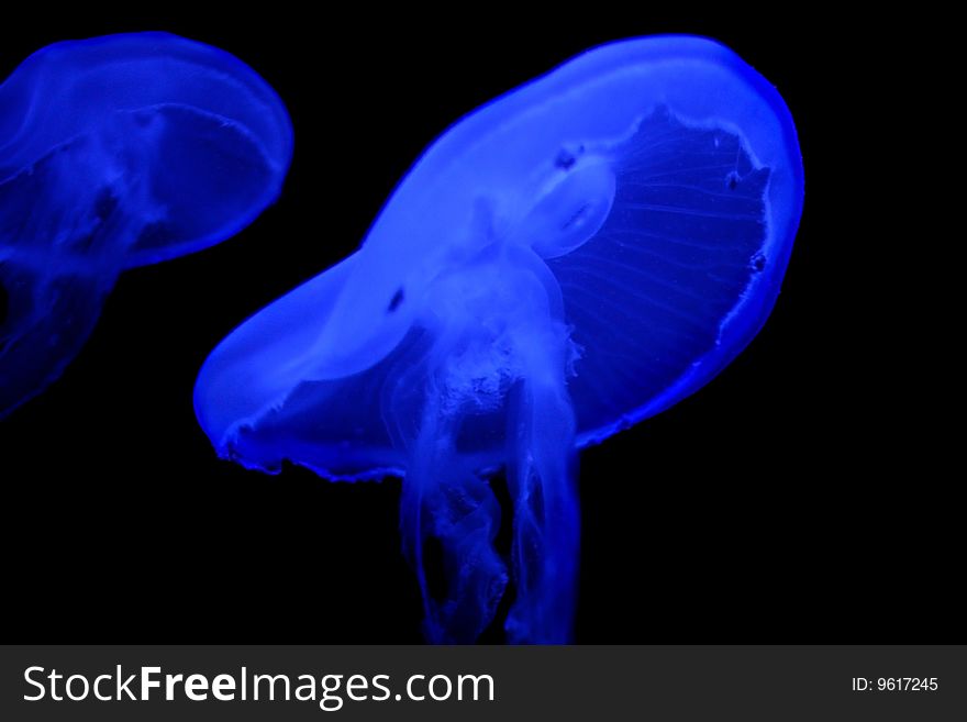 Two Jellyfish Swimming