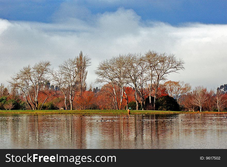 A stand of silver birch trees in winter from across the lake. A stand of silver birch trees in winter from across the lake