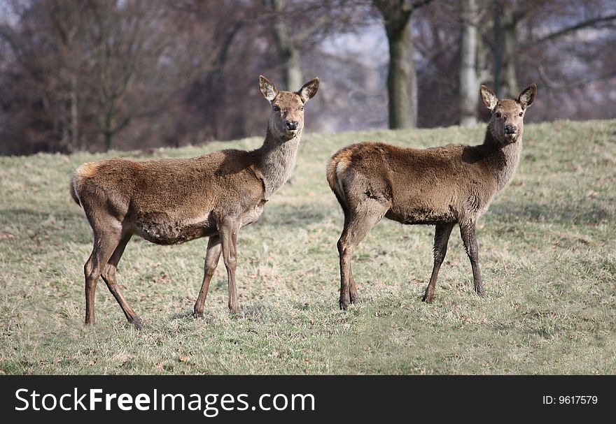 A Pair of Wild Deer Watching with Interest. A Pair of Wild Deer Watching with Interest.