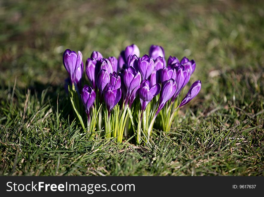 Purple crocus flowers in grassland. Purple crocus flowers in grassland