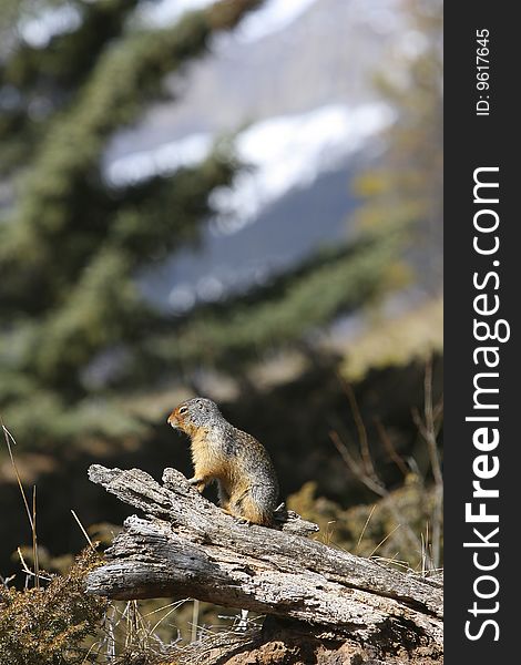 A ground squirrel standing on a trunk