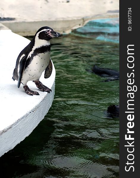 Humboldt Penguin in the zoo