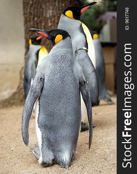 King Penguin in the zoo