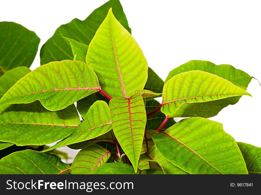 Green leaves with red proveins. Green leaves with red proveins