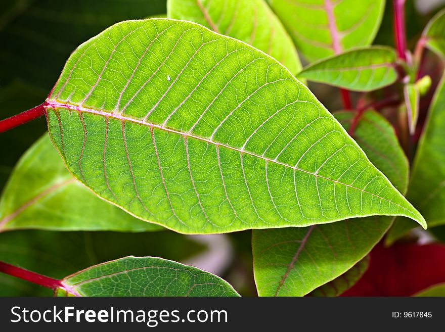 Green leaves with red proveins. Green leaves with red proveins