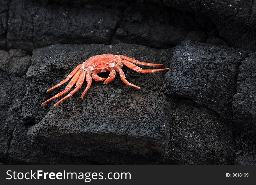 A deceased crab in Hawaii on lava rock. A deceased crab in Hawaii on lava rock.