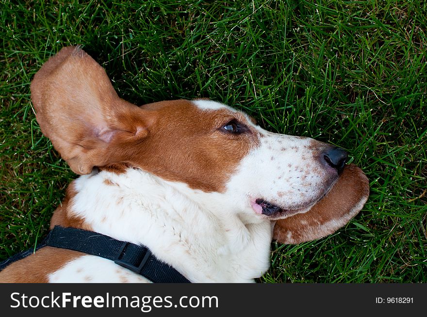 Happy lazy basset hound takes a nap in the dog days of summer