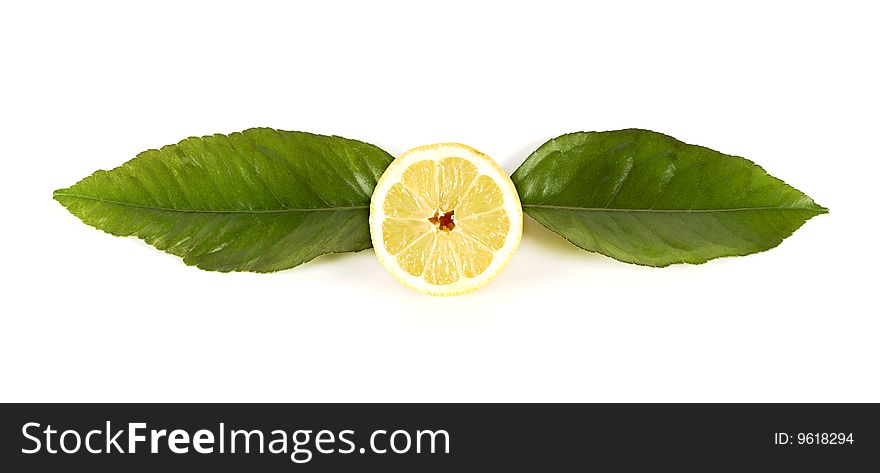 Lemon leaves with a horizontal. Lemon leaves with a horizontal