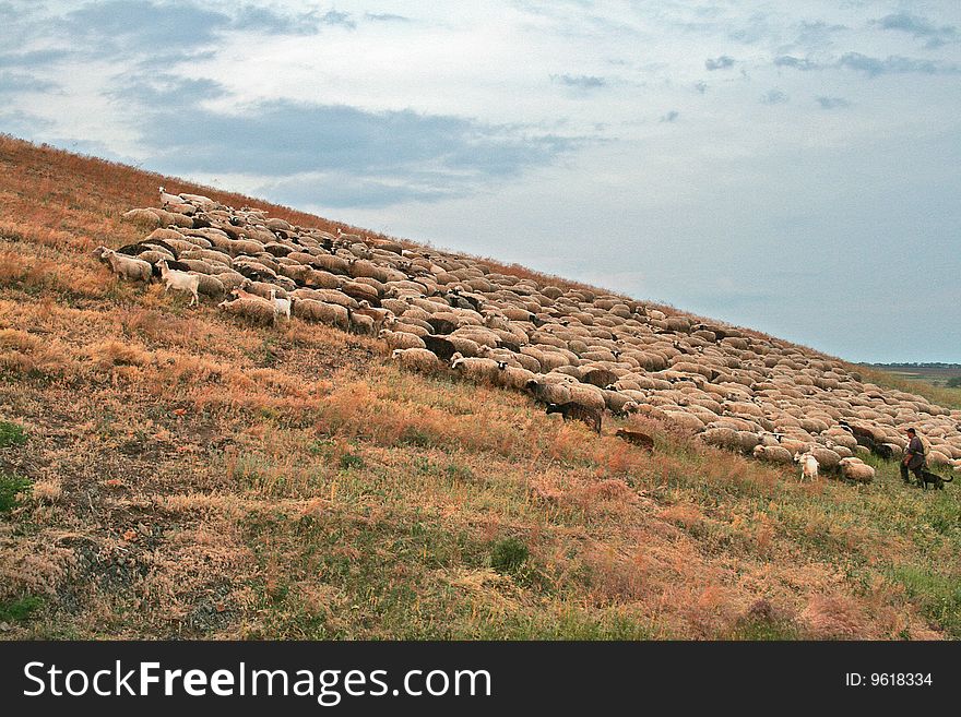 Small herd of sheep going on a slope