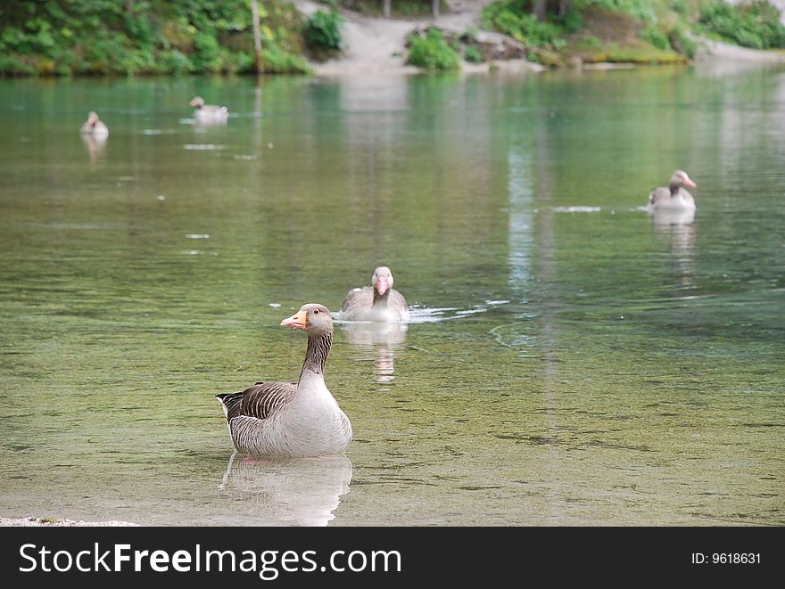 Greylag Geese