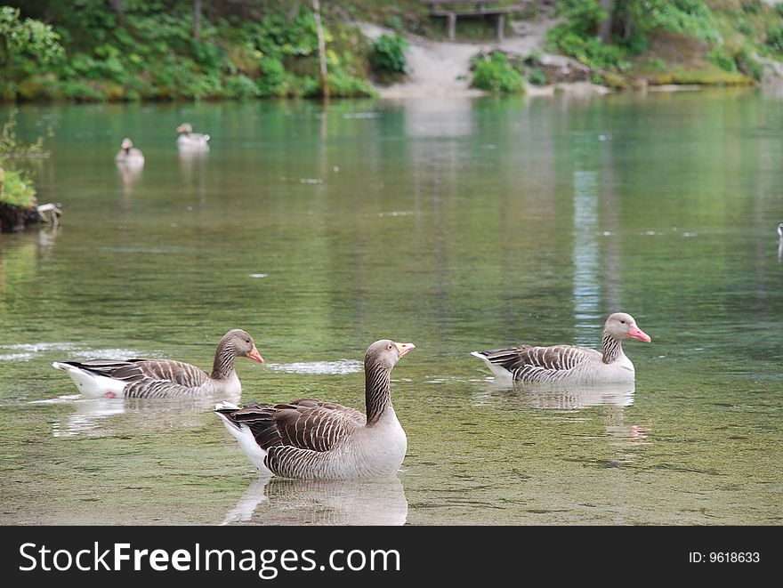 Greylag geese in shallow water