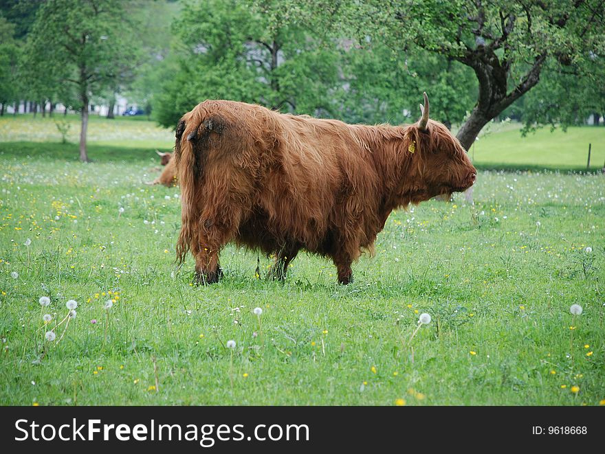 Brown cow on green meadow. Brown cow on green meadow