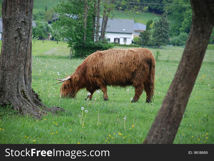 Brown cow on green meadow. Brown cow on green meadow