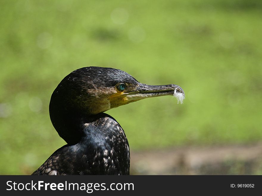 A portrait of cormorant with a light blue eyes. A portrait of cormorant with a light blue eyes