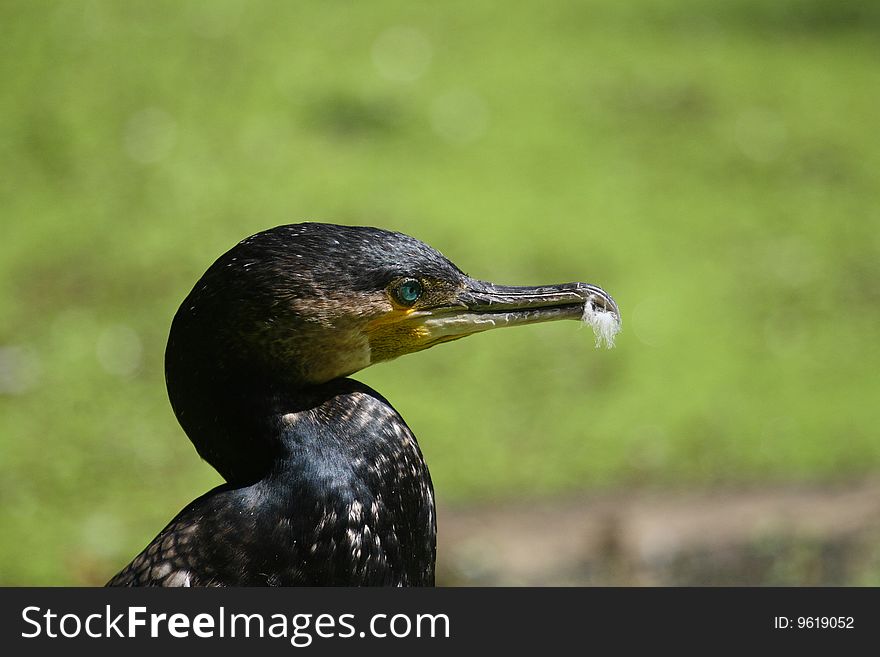 Cormorant Head