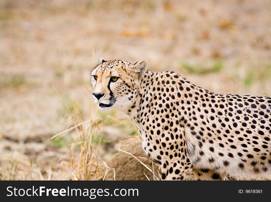 Alert cheetah. Kruger National Park, South Africa