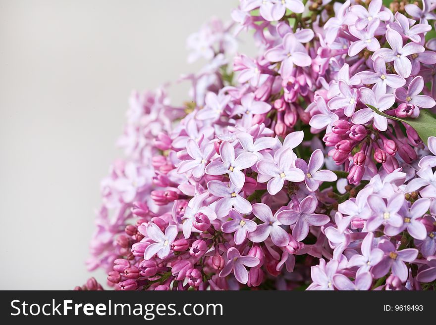 Violet Flowers Of Lilac