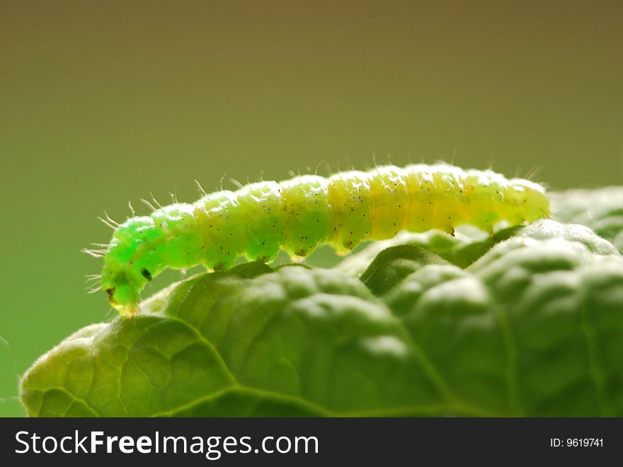 Green caterpillar of a butterfly