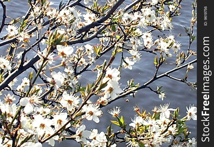 First blossoms at the sea