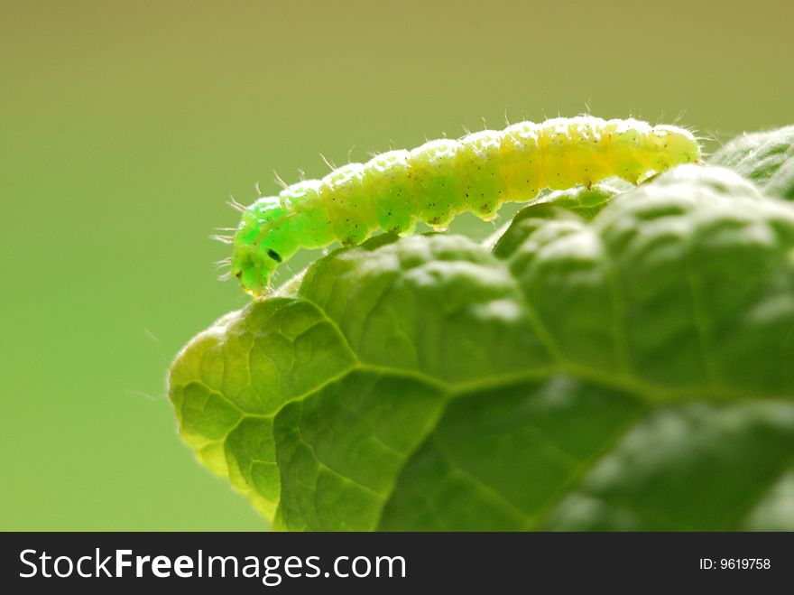 Green caterpillar of a butterfly