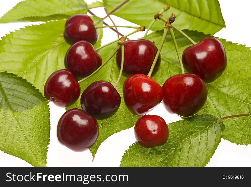 Bunch of ripe cherries sittin on leaves and white background. Bunch of ripe cherries sittin on leaves and white background