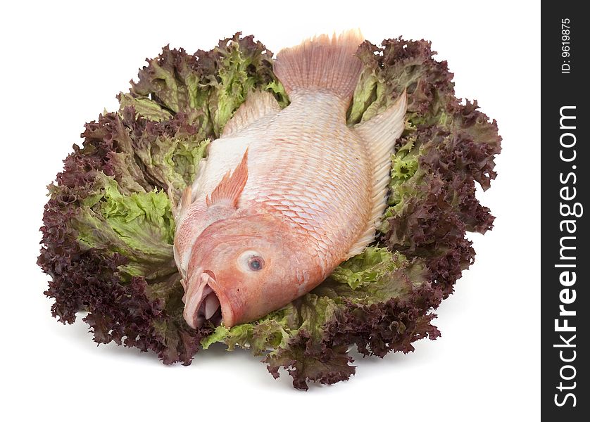 Fish Tilapia on salad, isolated against white background