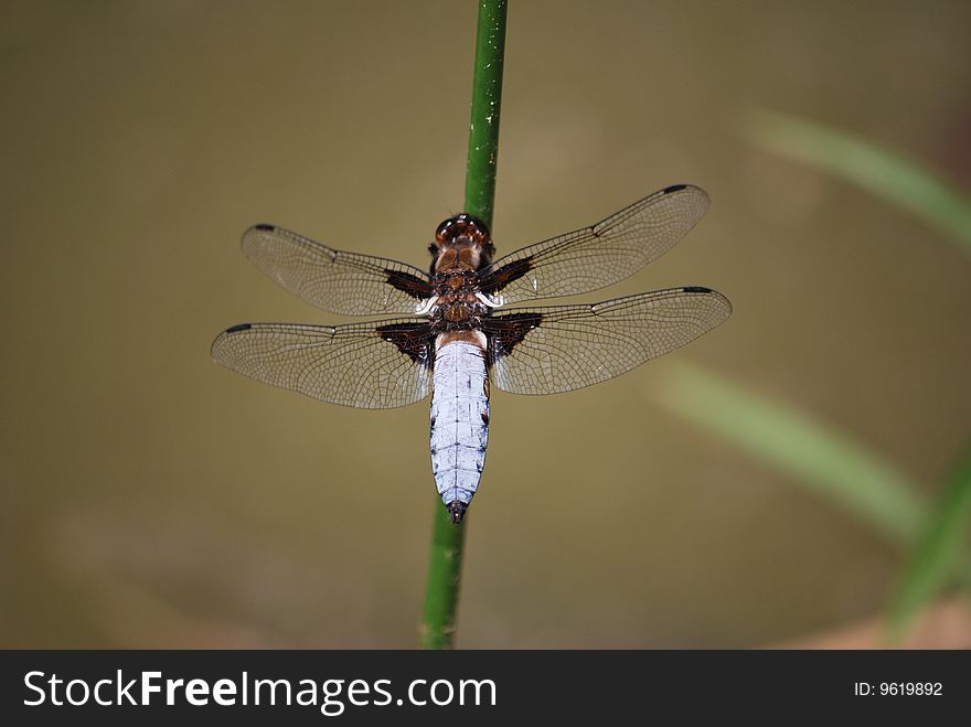 Male of a Broad-bodied Chaser