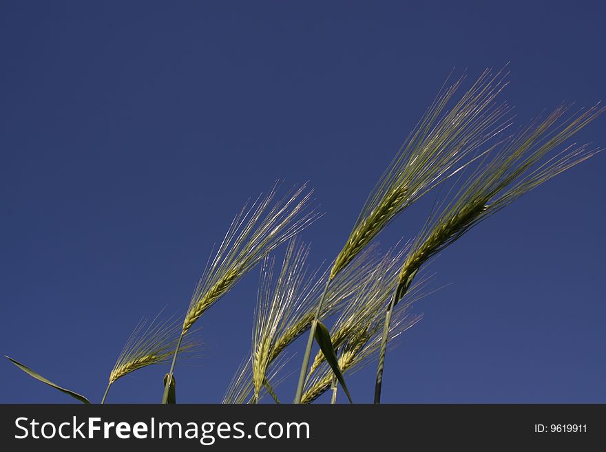 Frog perspective of a close-up of rye against a bright blue sky